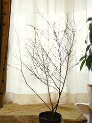 R0023386_�ҥȥ��Υ˥略����_20100306