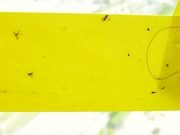 R0017312_�ȥ륷��������_20090504