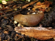 R0022712_�ꥭ��٥Ĥˤʤ᤯��_20100130