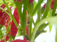 R0045140_鷹の爪唐辛子にカネタタキ_20110911