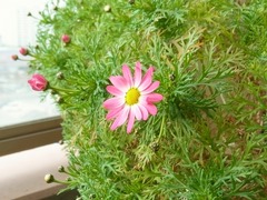 R0040565_マーガレットの花_20110306