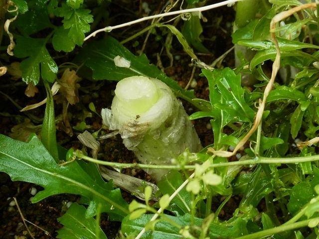 R0049107_再生下仁田ネギ_20120421