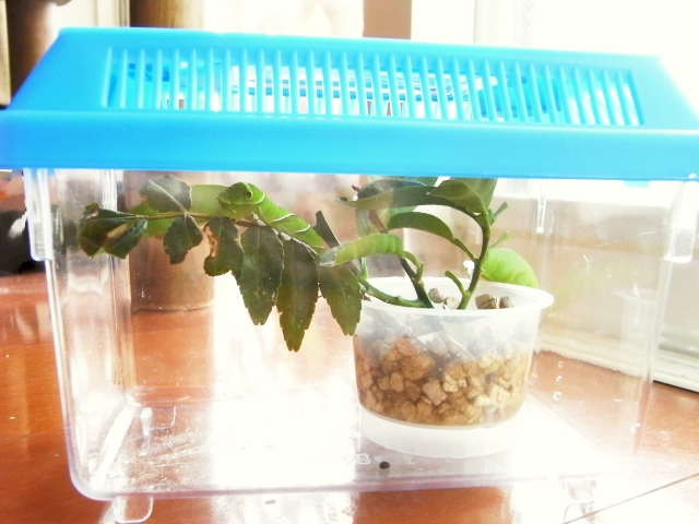 R0021047_キアゲハ幼虫を虫かごに_20090921