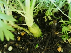 R0047416_カラフルキャロット_20120102