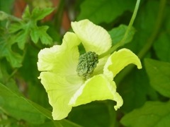 R0044245_ゴーヤ両性花1_20110730