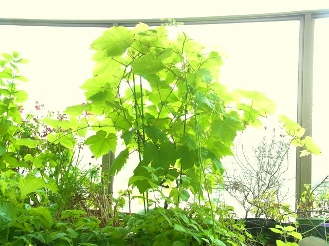 R0043222_ブドウデラウェア_20110618