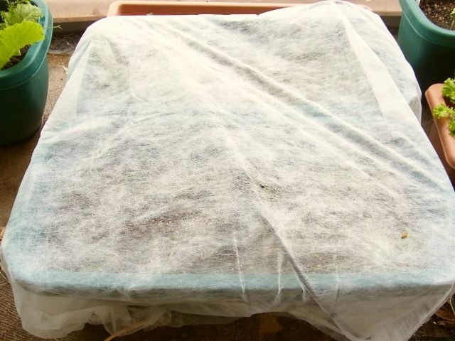 R0029830_チコリとプンタレッラ_20110130