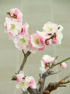 R0048416_梅の花満開_20120315