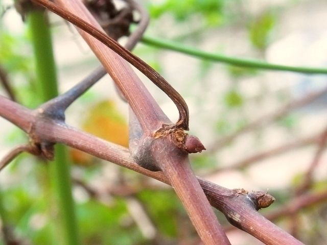 R0046065_ブドウデラウェアの枝の脇芽_20111029