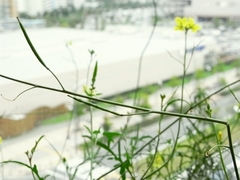 R0011118_��˽���ﳲ_����Х����ޤ��