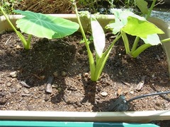 R0043626_里芋土寄せ後_20110709