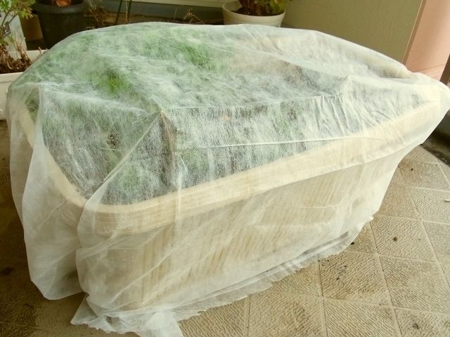 R0029827_エンドウ不織布掛け_20110130