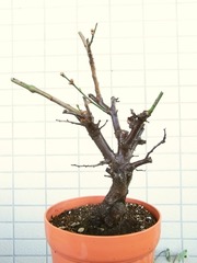 R0029407_梅内裏_20101226