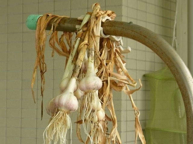 R0043356_ニンニク_20110625