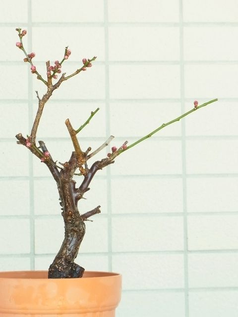 R0048023_梅_20120218