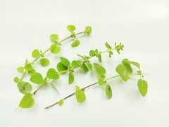 R0043918_オレガノ収穫_20110716