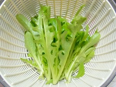 R0040476_レタス修道士のあごひげ収穫_20110227