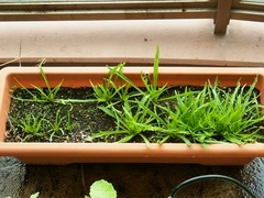 R0048445_エルバステラ_20120317