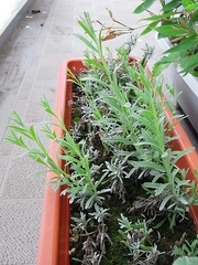 R0010009_��٥�������ޤ��ڤ���Ĺ