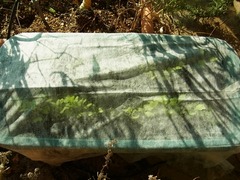 R0046024_コールラビ_20111029