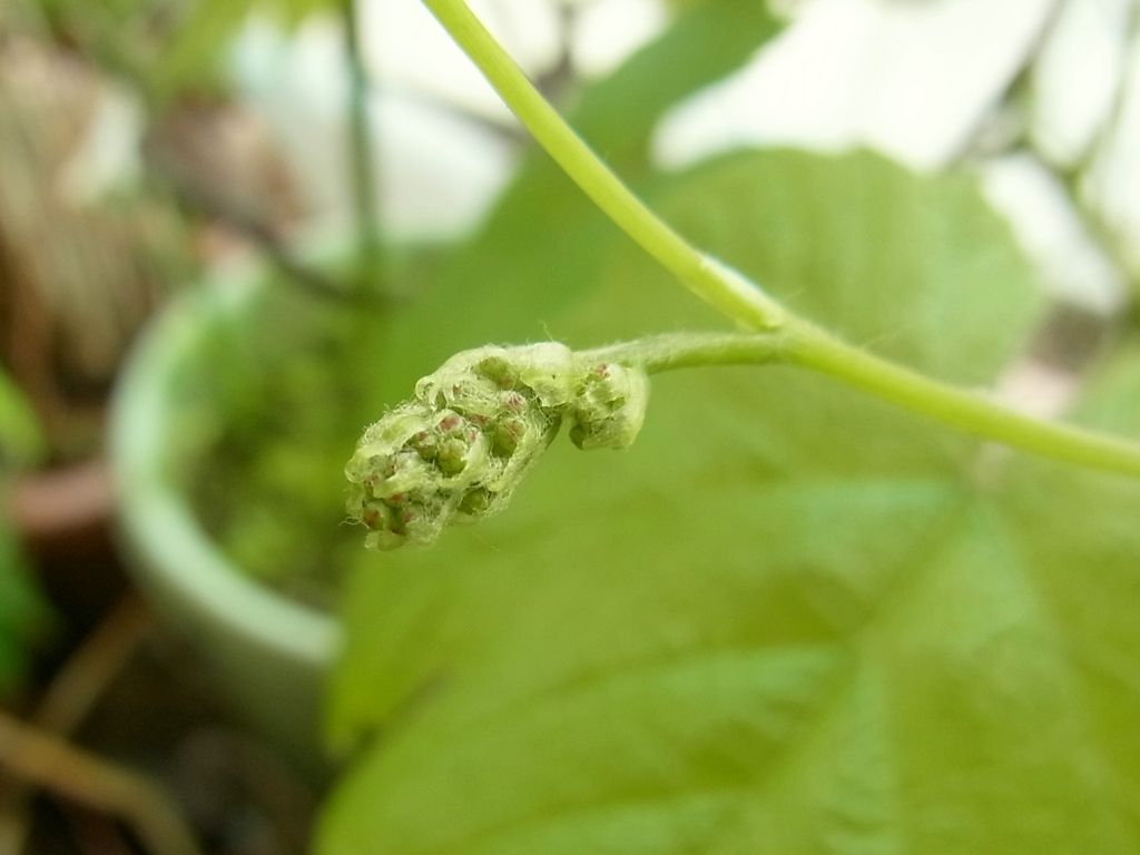 R0041823_ブドウデラウェアに花芽か_20110430