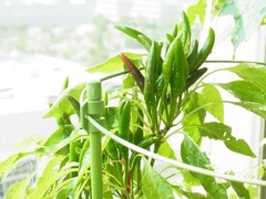 R0044442_鷹の爪唐辛子_20110806