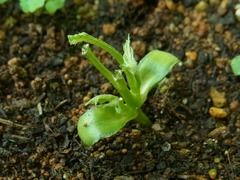 R0043167_ゴーヤのど根性脇芽_20110618