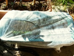 R0045816_コールラビに不織布がけ_20111016