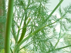 R0043200_�ǥ���_20110618