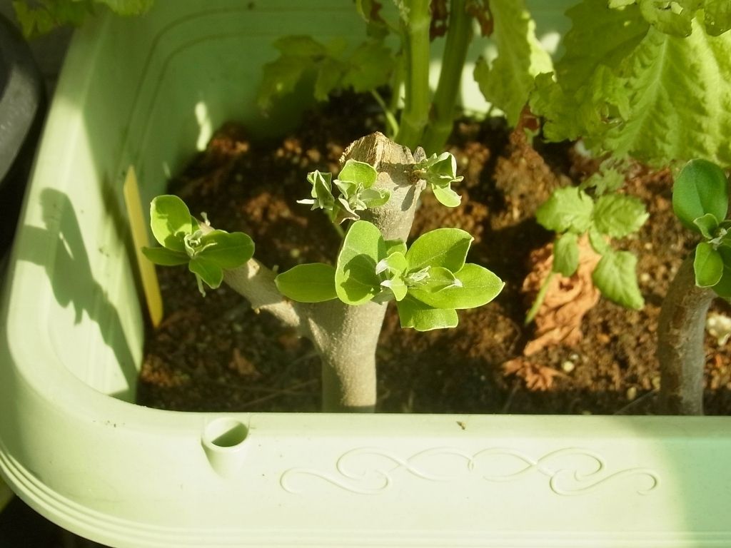 太木挿ししたオリーブに新芽がたくさん出ていました Kochan S ベランダ菜園blog マンションガーデニング 家庭菜園 仙台グルメ キャンペーン情報等