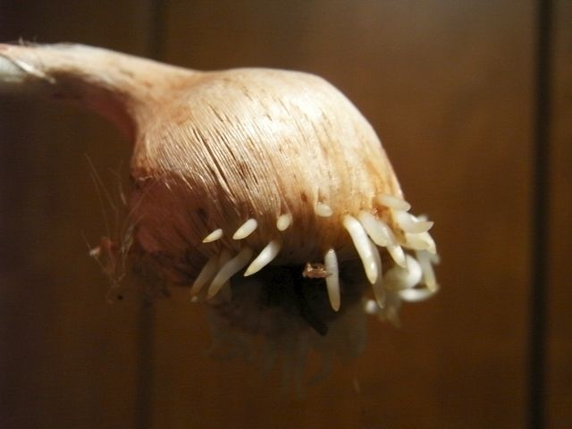 R0028957_サフラン盆栽の根_20101127