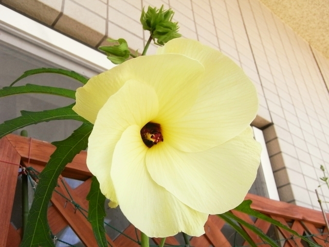 R0026350_花オクラ開花_20100719