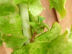 R0011362_�쥿�����Ʋ�