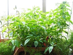 R0044079_�ſ���ɻ�_20110724