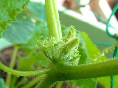 R0042778_���奦���Ʋ꤫�ֲ꤫_20110529