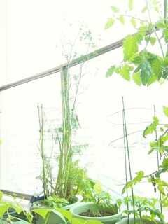 R0043194_�ǥ���_20110618