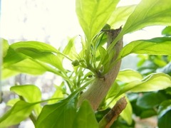R0040345_ひもとうがらしの花芽_20110220
