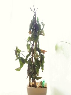 R0045570_マンゴー_20111008