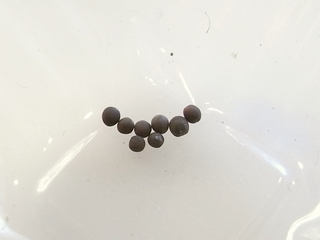 R0011269_����ȯ��¸�_�����ʤμ�
