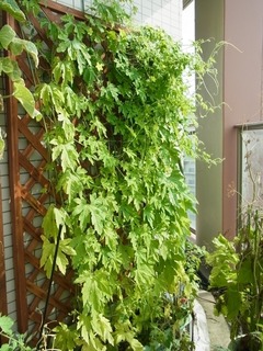 R0044454_ゴーヤ_20110806