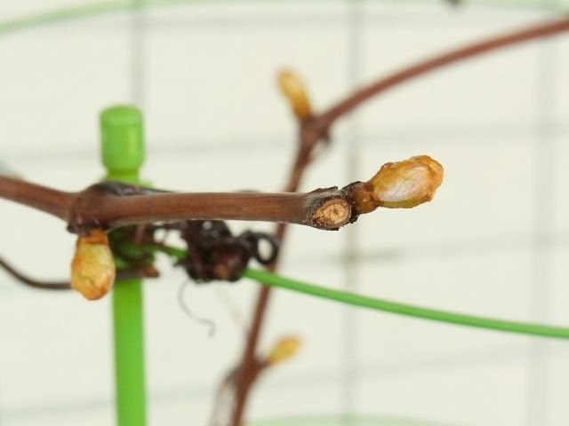 R0048948_ブドウデラウェアの新芽_20120414