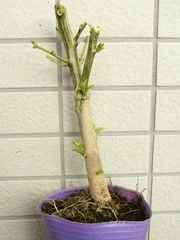 R0013086_多分シシトウの切り株