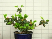 R0024043_�ĥĥ�_20100403