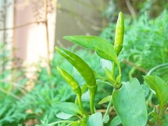 R0046578_鷹の爪唐辛子の青い実_20111126