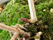 R0015095_ヤマアジサイの新芽1