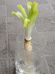 R0023460_������������ݤ�_20100306