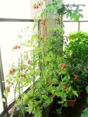 R0026445_ミニトマト_20100724