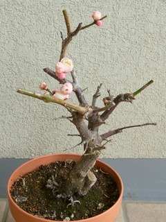 R0040053_梅開花_20110208