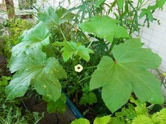 R0044597_丸オクラ_20110813
