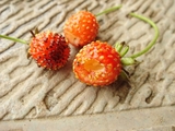 DSC05459_ワイルドストロベリー虫食い